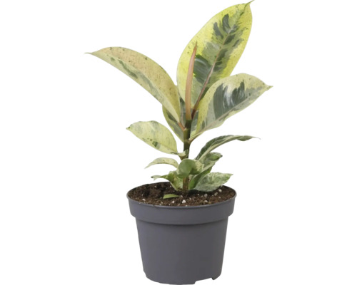 Figovník gumený FloraSelf Ficus elastica 'Schrijveriana' výška cca 25 cm, Ø 12 cm kvetináč