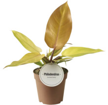 Rastlina Philodendron v kvetináči
