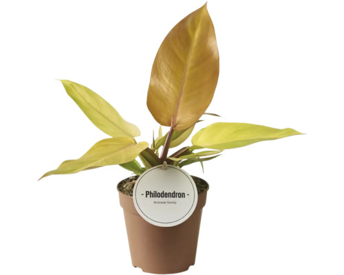 Rastlina Philodendron v kvetináči
