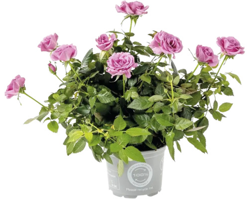 Izbová ruža FloraSelf Rosa Kordana Ø 10,5 cm kvetináč, fialová