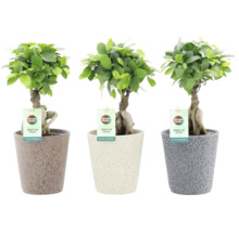 Tri rastliny bonsaje Ficus Ginseng v kvetináčoch