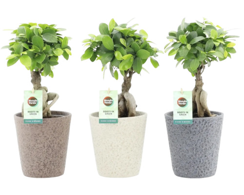 Čínsky fikus FloraSelf Ficus microcarpa Ginseng – vrátane keramického obalu Nature Stone Ø 13 cm, mix