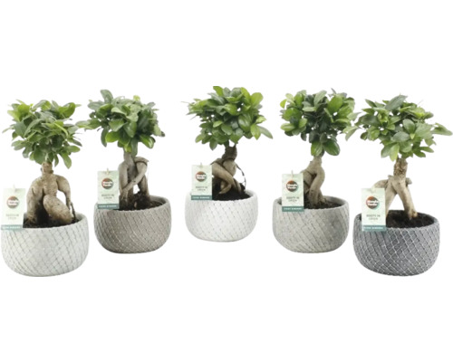 Čínsky fikus FloraSelf Ficus microcarpa Ginseng – vrátane keramického obalu Classic Stone Ø 16 cm, mix