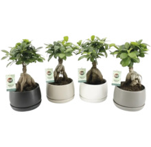 Štyri rastliny Ficus Ginseng v kvetináčoch