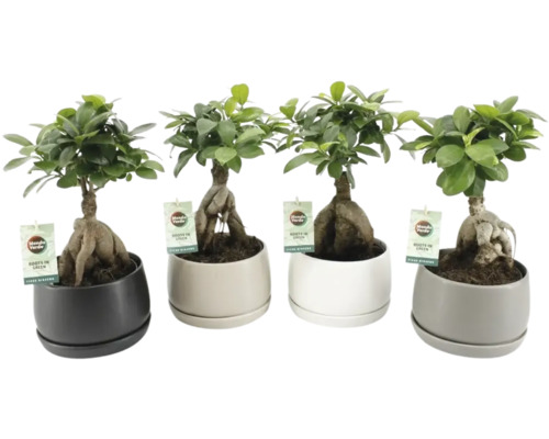 Štyri rastliny Ficus Ginseng v kvetináčoch