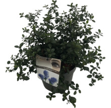Modrý okrasný ker Ceanothus thyrsiflorus var. Repens Sense v kvetináči