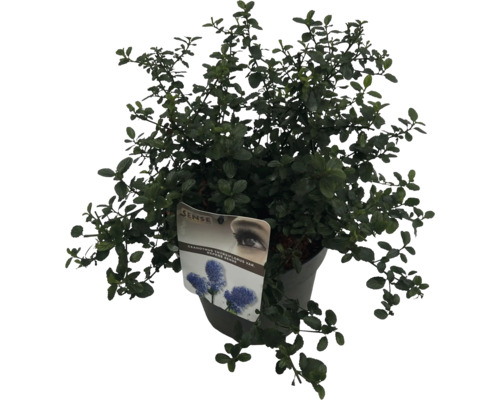 Modrý okrasný ker Ceanothus thyrsiflorus var. Repens Sense v kvetináči