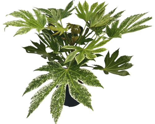 Arália japonská FloraSelf Fatsia japonica 'Spiderweb' výška 40-50 cm kvetináč 5 l Arália japonská FloraSelf Fatsia japonica 'Spiderweb' výška 40-50 cm kvetináč 5 l
