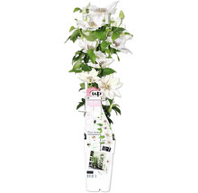 Plamienok biely FloraSelf Clematis Boulevard výška 45 cm kvetináč Ø 15 cm