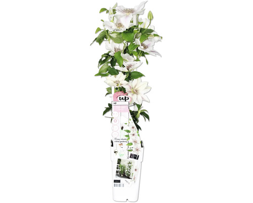 Plamienok biely FloraSelf Clematis Boulevard výška 45 cm kvetináč Ø 15 cm