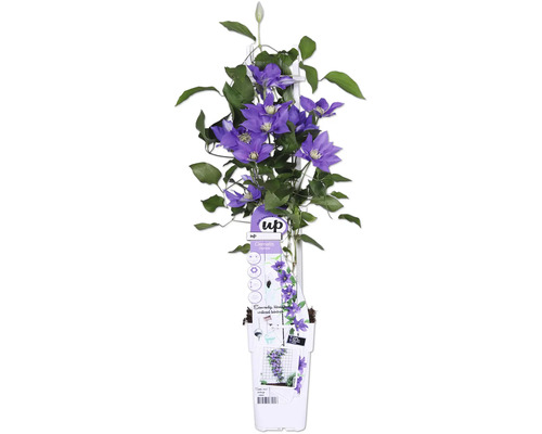 Plamienok modrofialový FloraSelf Clematis Boulevard výška 45 cm kvetináč Ø 15 cm