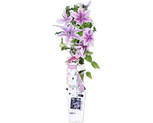 Plamienok pruhovaný FloraSelf Clematis Boulevard výška 45 cm kvetináč Ø 15 cm