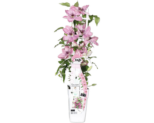 Plamienok fialový/ružový FloraSelf Clematis Boulevard výška 45 cm kvetináč Ø 15 cm Plamienok fialový/ružový FloraSelf Clematis Boulevard výška 45 cm kvetináč Ø 15 cm