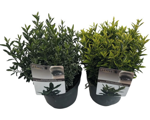 Bršlen japonský FloraSelf Euonymus japonicus 'Microphyllus' kvetináč 2 l