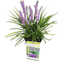 Liriope muscari Moneymaker v kvetináči