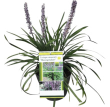 Rastlina Liriope muscari ''Moneymaker'' v kvetináči
