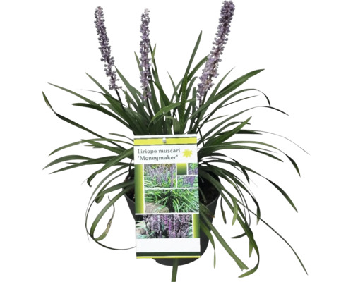 Rastlina Liriope muscari ''Moneymaker'' v kvetináči