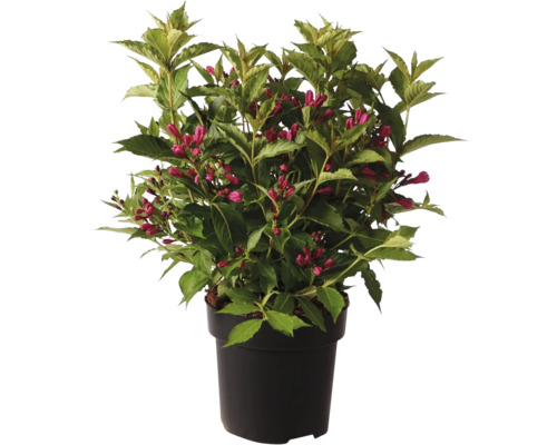 Kvitnúca vajgélia v kvetináči