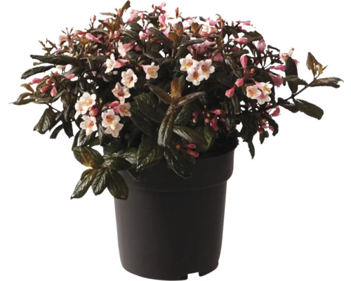 Kvitnúci ker v kvetináči s ružovými a bielymi kvetmi.