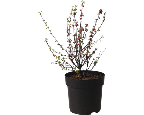 Okrasná čerešňa v kvetináči