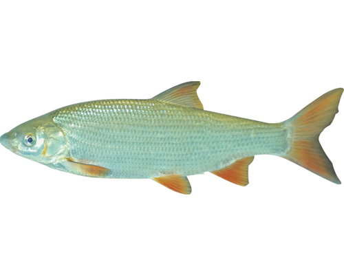 Jedna ryba jalec hlavatý