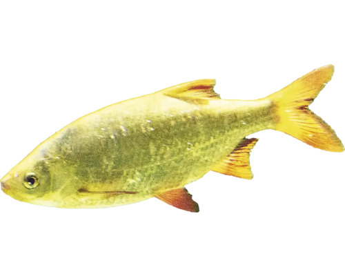 Scardinius erytrophtalmus gold 10-15 cm Perlín ostrobruchý zlatý Zlatá parmička do akvária