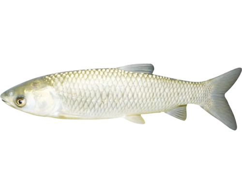 Detailný záber ryby jalca hlavatého