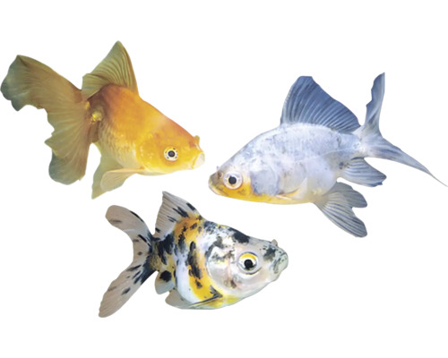 Tri zlaté rybky v akváriu