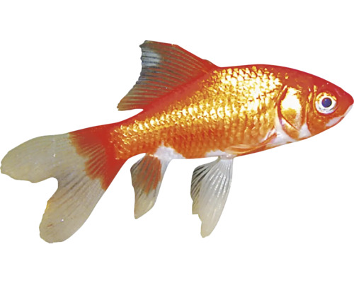 Zlatá rybka do akvárií