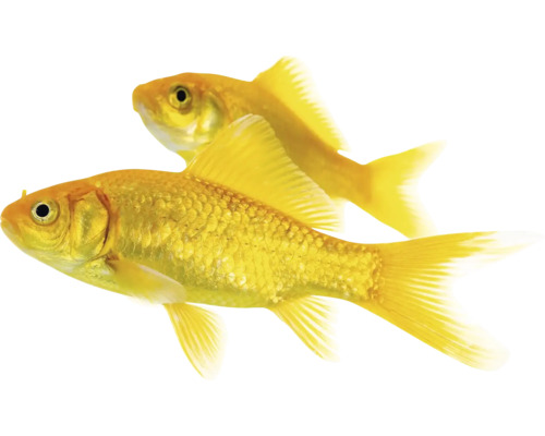 Dve zlaté rybky na obrázku