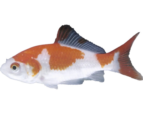 Oranžovo-biely závojnatka s kometovým chvostom