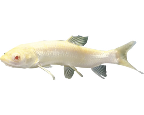 Albínsky mren pre záhradné jazierko