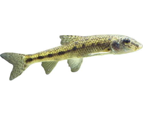 Sekavka ako okrasná ryba do akvária