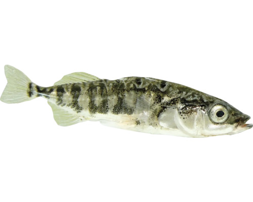 Pichľavka trojbodliaková