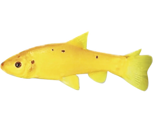 Žltá horkavka pre záhradné jazierko