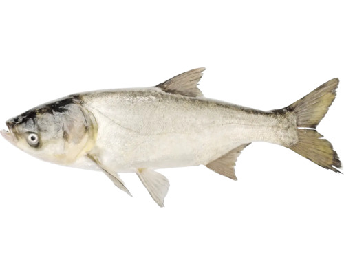 Strieborný kapor ryba