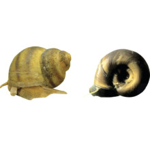 Dva okružáky pre akváriá