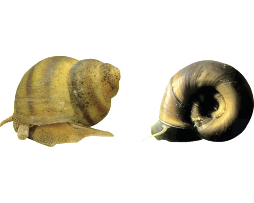 Dva okružáky pre akváriá