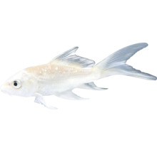 Biely Koi kapor do záhradného jazierka