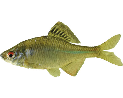 Ryba Rasbora Trigonostigma heteromorpha