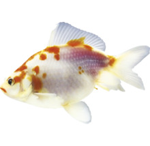 Zlatá rybka s fľakmi