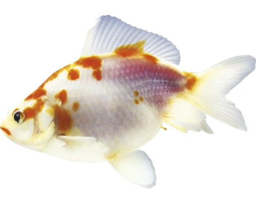 Carassius auratus Závojnatka mix 9-11 cm Zlatá rybka s fľakmi
