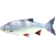 Jedna ryba Jalec hlavatý