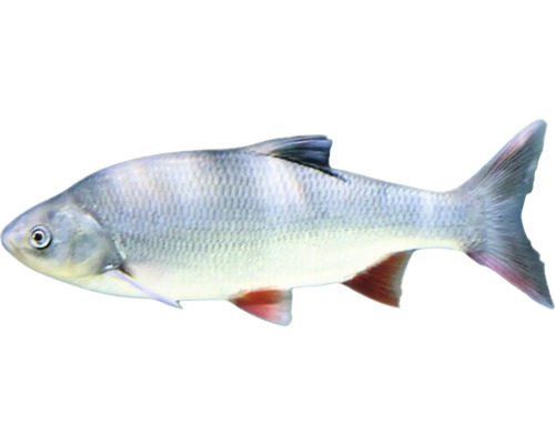 Leuciscus idus orfus Jelec jesen modro ružový 9-11 cm Jedna ryba Jalec hlavatý