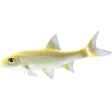 Žltá okrasná ryba v profile