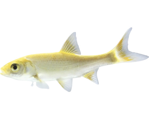 Leucisus idus orfus 15 cm a viac Jelec podzim zlatý 1 Žltá okrasná ryba v profile
