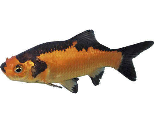 Carassius auratus red black Karas červeno čierny 4-5 cm Čierna závojnatka