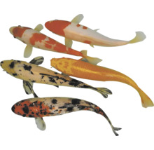 Niekoľko kaprov koi v kŕdli