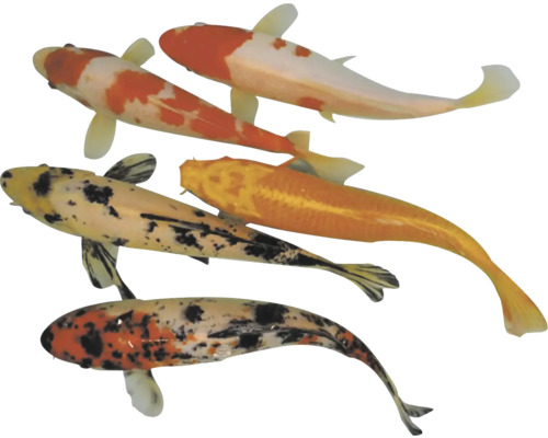 Cyprinus carpio Kapor eurokoi b 25-30 cm Niekoľko kaprov koi v kŕdli