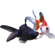 Dve okrasné ryby: čierna závojnatka a červeno-biela okrasná ryba